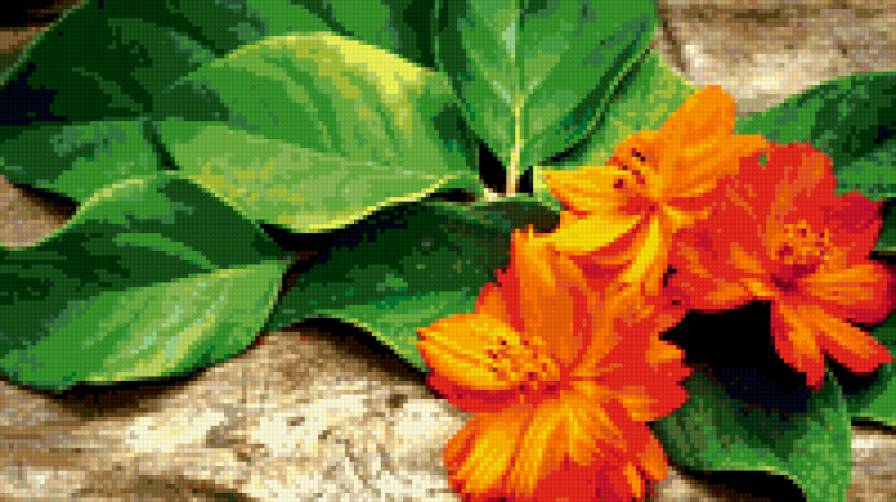 цветы оранж - предпросмотр
