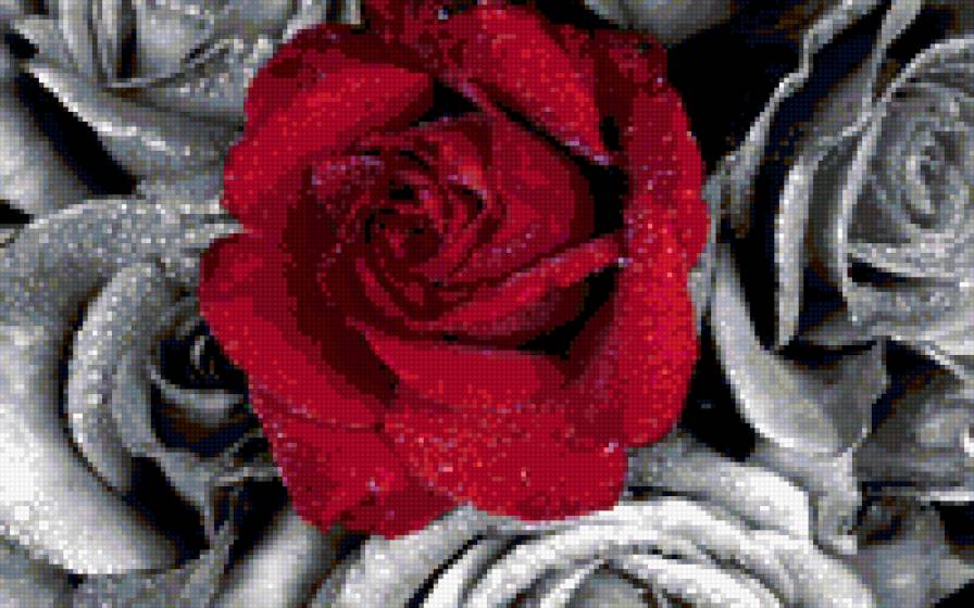 красная роза на фоне черных - предпросмотр