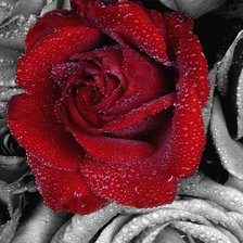 красная роза на фоне черных