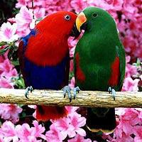 Попугаи - попугаи, природа, цветы, картина, птици - оригинал