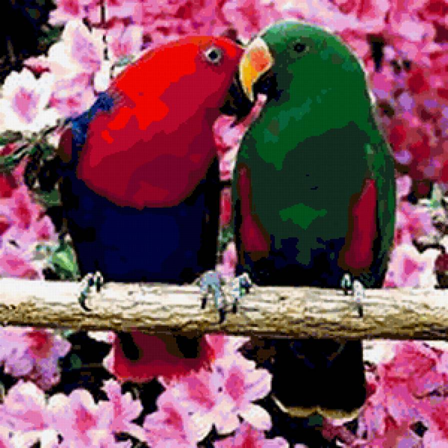 Попугаи - картина, природа, попугаи, птици, цветы - предпросмотр