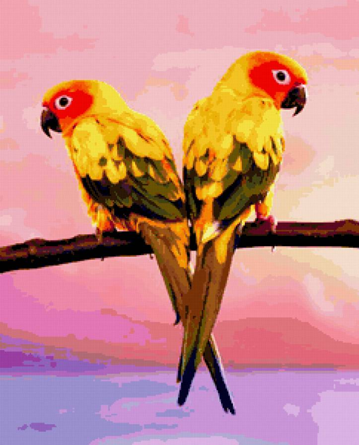 Попугаи - попугаи, птици, природа, картина - предпросмотр