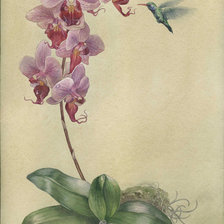 Оригинал схемы вышивки «орхидея» (№241482)