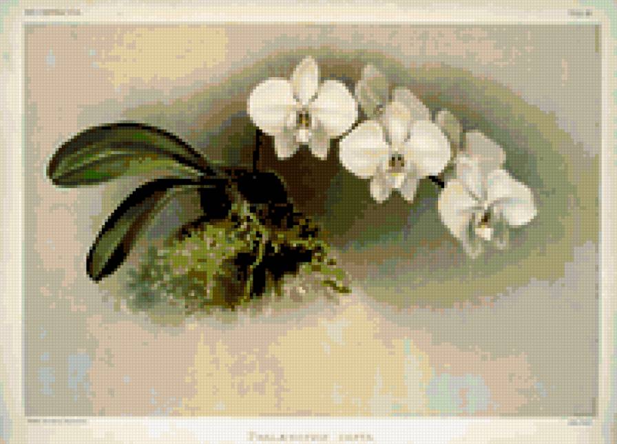 белая орхидея - цветы орхидея - предпросмотр
