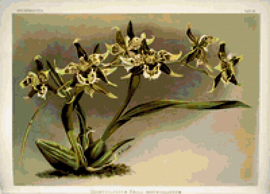 орхидея - цветы орхидеи - предпросмотр