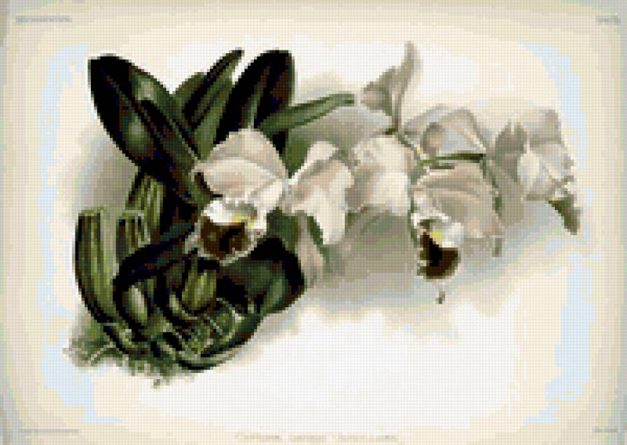 белая орхидея - цветы орхидея - предпросмотр