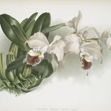 Оригинал схемы вышивки «белая орхидея» (№241541)