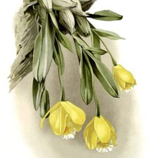 Оригинал схемы вышивки «желтая орхидея» (№241699)