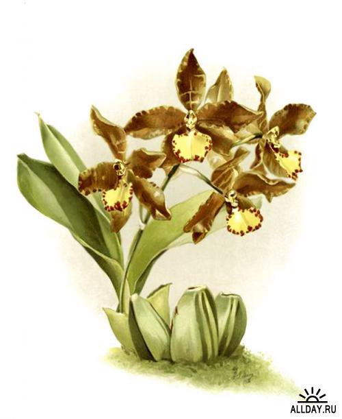 орхидея - цветы орхидея - оригинал