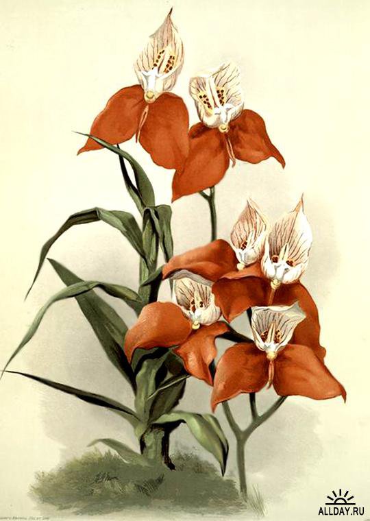 красная орхидея - цветы орхидея - оригинал