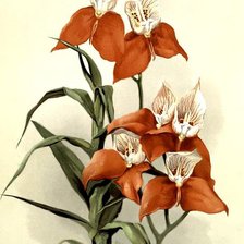 Схема вышивки «красная орхидея»