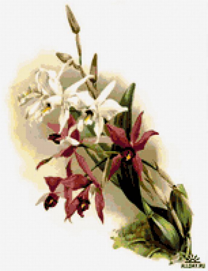 орхидеи - цветы орхидеи - предпросмотр