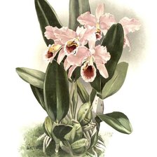 Оригинал схемы вышивки «розовые орхидеи» (№241710)