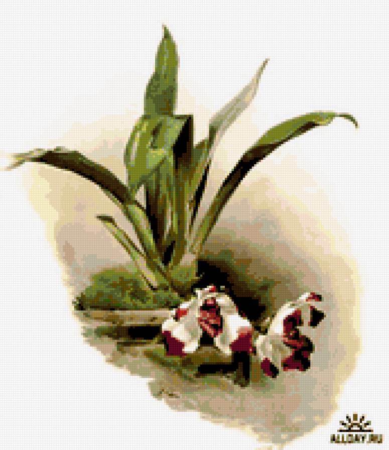 орхидея - цветы орхидеи - предпросмотр