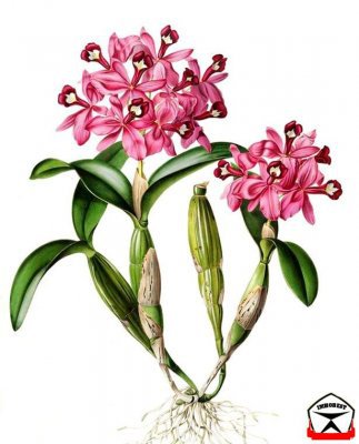 розовая орхидея - цветы орхидеи - оригинал