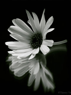 Белый цветок - оригинал