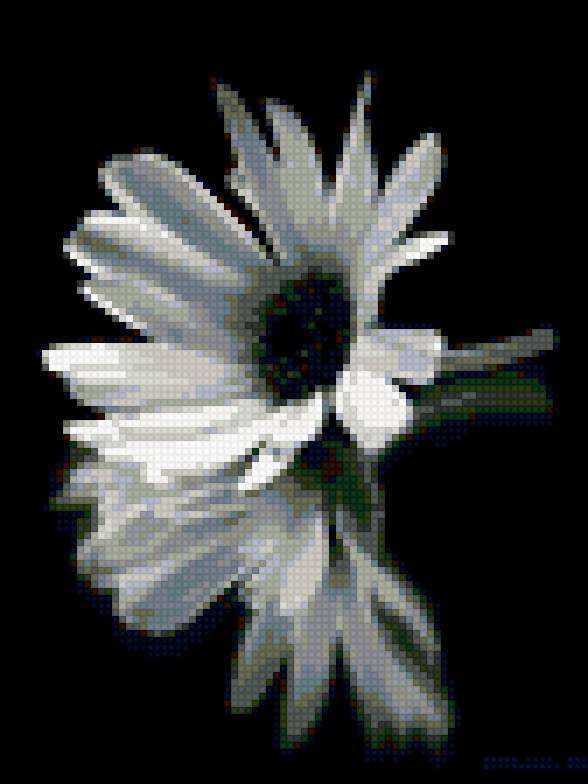 Белый цветок - предпросмотр