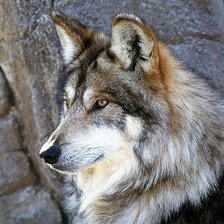 Оригинал схемы вышивки «волк» (№242102)