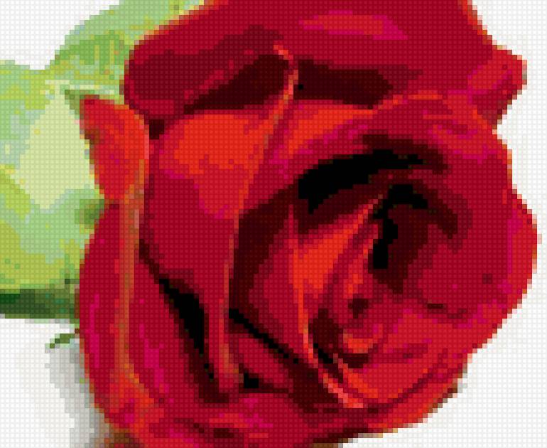 Роза - розы, цветы, на черном, подушка - предпросмотр