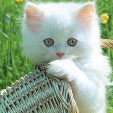 Схема вышивки «белый котёнок»