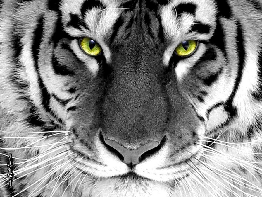Тигр - тигренок, тигр, белый тигр - оригинал
