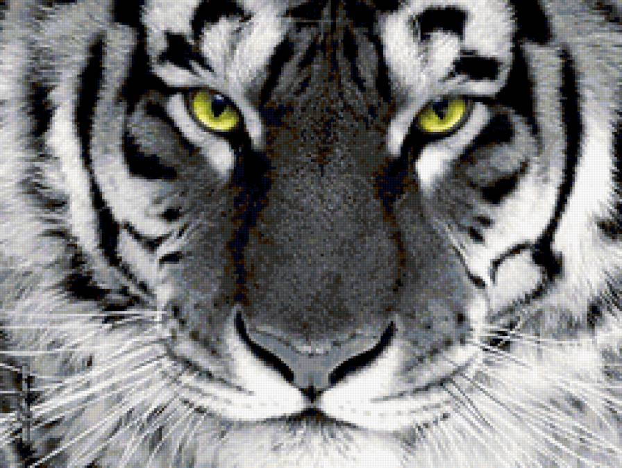 Тигр - тигр, тигренок, белый тигр - предпросмотр