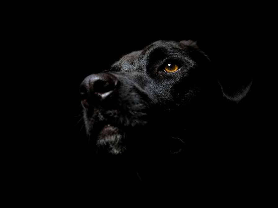 №243351 - собака на черном фоне - оригинал