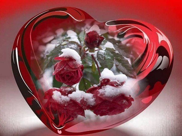 Сердце. - сердце, снег, розы, цветы - оригинал
