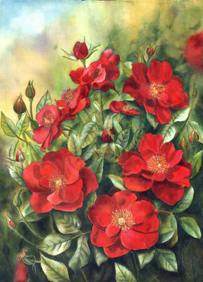 Куст шиповника - шиповник, куст, розы, яркий, цветы - оригинал