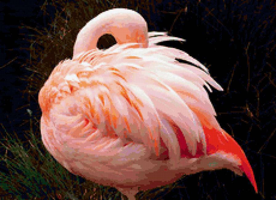 фламинго - птицы, фламинго, животные - предпросмотр