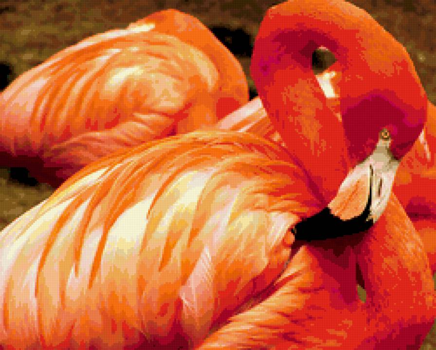 фламинго - животные, птицы, фламинго - предпросмотр