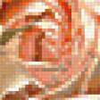 Предпросмотр схемы вышивки «Персиковые розы» (№244188)