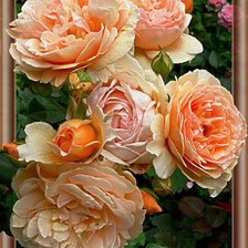 Персиковые розы