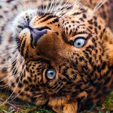 Взгляд леопарда