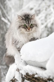 котик зимой - оригинал