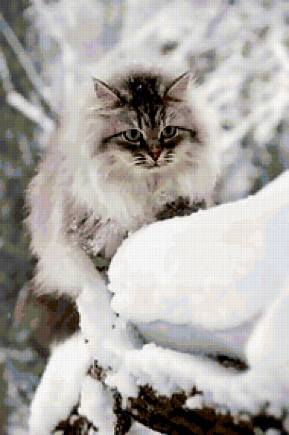 котик зимой - предпросмотр