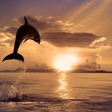 дельфин на закате