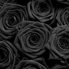 Схема вышивки «черные розы»