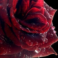 Оригинал схемы вышивки «красная роза» (№244441)