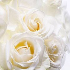 Оригинал схемы вышивки «белые розы» (№244442)