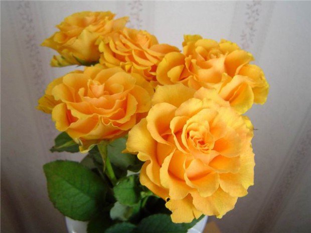 Желтые розы - цветы, букет, розы - оригинал