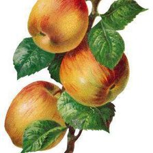 Оригинал схемы вышивки «яблочки» (№244782)