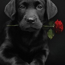 собачка с розой