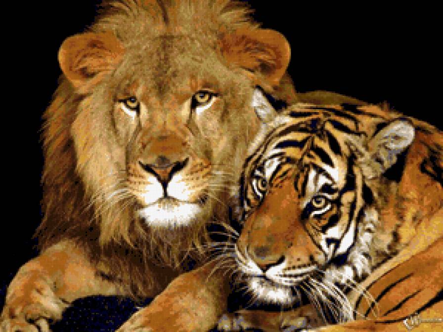 лев и тигр - тигры, животные - предпросмотр