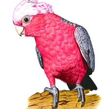 Оригинал схемы вышивки «попугайчик» (№245216)
