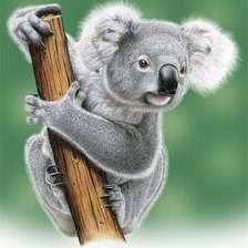 Оригинал схемы вышивки «коала» (№245234)