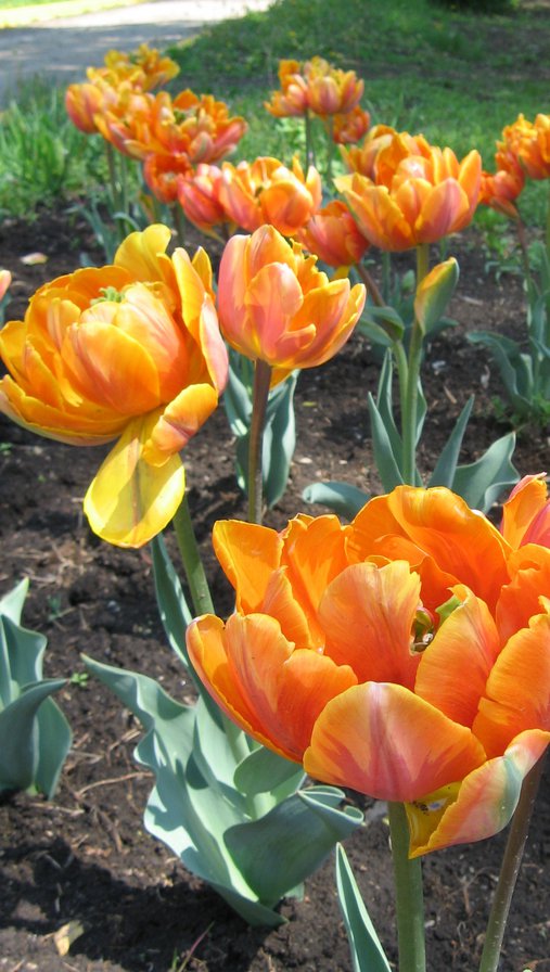 "Горячие тюльпаны" - цветы, тюльпаны - оригинал