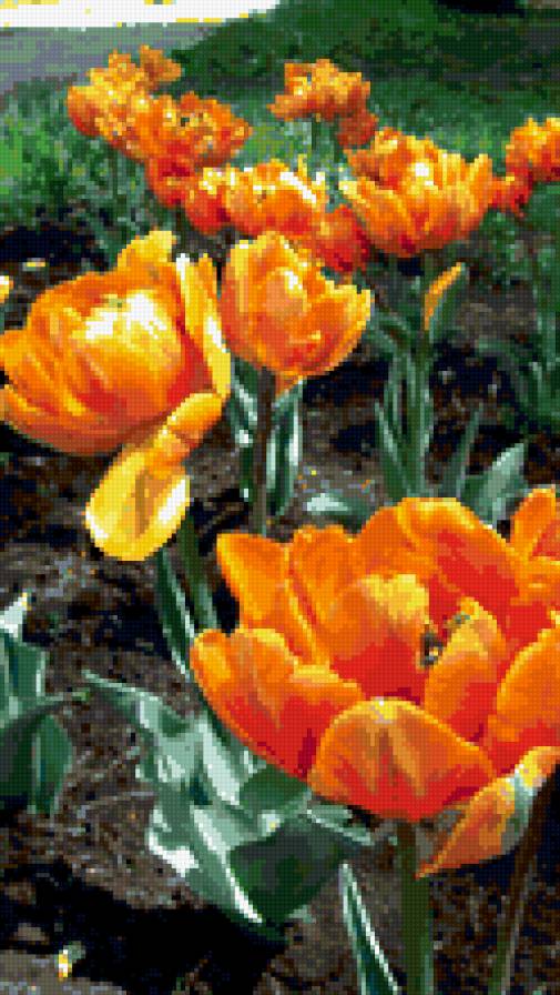"Горячие тюльпаны" - цветы, тюльпаны - предпросмотр