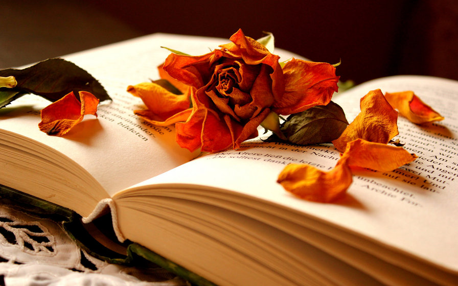 Книга - цветок, роза, книга - оригинал