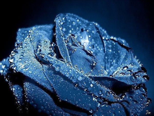 голубая роза - роза, цветы - оригинал